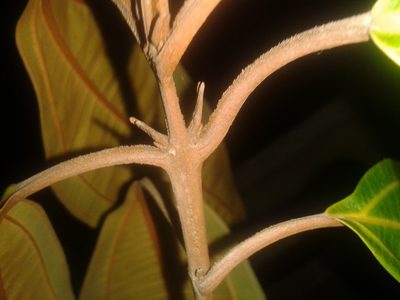 Miconia osaensis, photographed by Eduardo Chacón Madrigal
