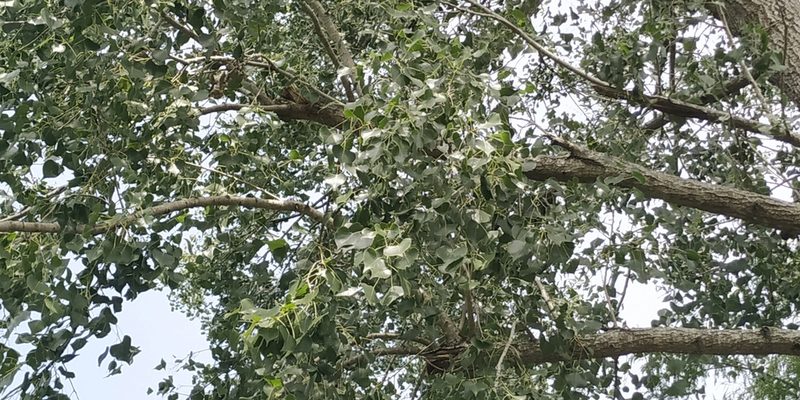 Populus mexicana, photographed by Tereso Hernández Morales