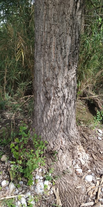 Populus mexicana, photographed by Tereso Hernández Morales