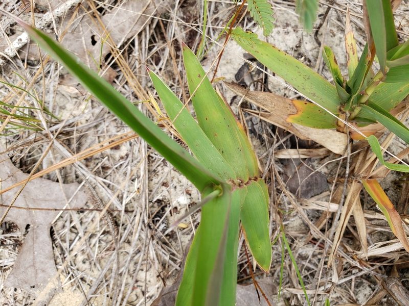 Gymnopogon chapmanianus, photographed by Arturo Santos