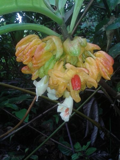 Drymonia macrantha, photographed by Eduardo Chacón Madrigal