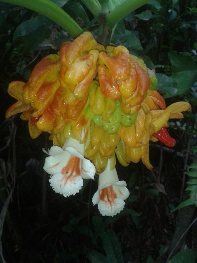 Drymonia macrantha, photographed by Eduardo Chacón Madrigal