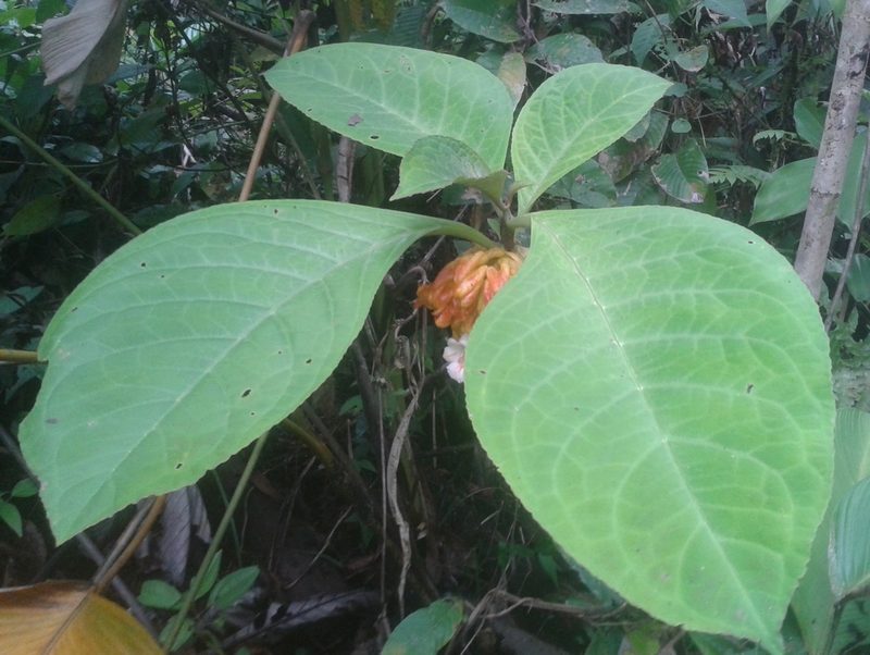 Drymonia macrantha, photographed by Eduardo Chacón Madrigal