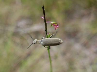 Indigofera caroliniana, photographed by Arturo Santos