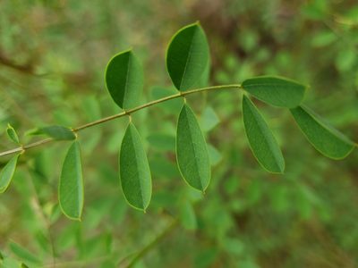 Indigofera caroliniana, photographed by Arturo Santos