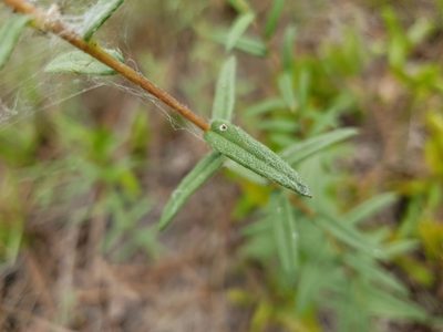 Phoebanthus grandiflorus, photographed by Arturo Santos
