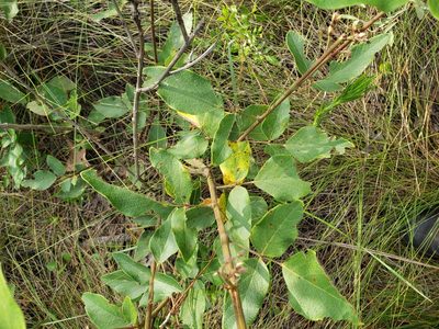 Desmodium floridanum, photographed by Arturo Santos