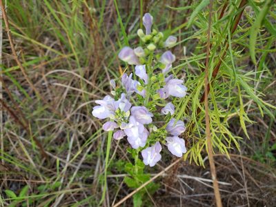 Scutellaria arenicola, photographed by Arturo Santos