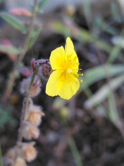 Helianthemum hirtum, photographed by Yves Bas