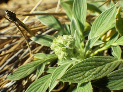Phacelia egena, photographed by Zack Abbey