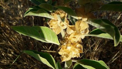 Withania somnifera, photographed by Astra