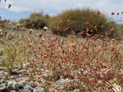 Eriogonum thomasii, photographed by Alex Heyman