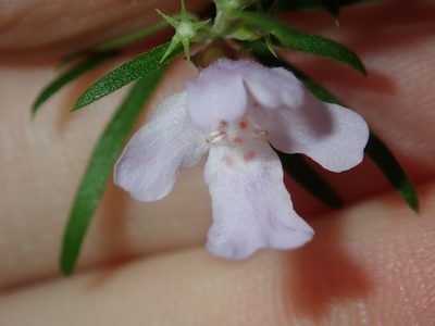 Westringia longifolia, photographed by Thomas Mesaglio
