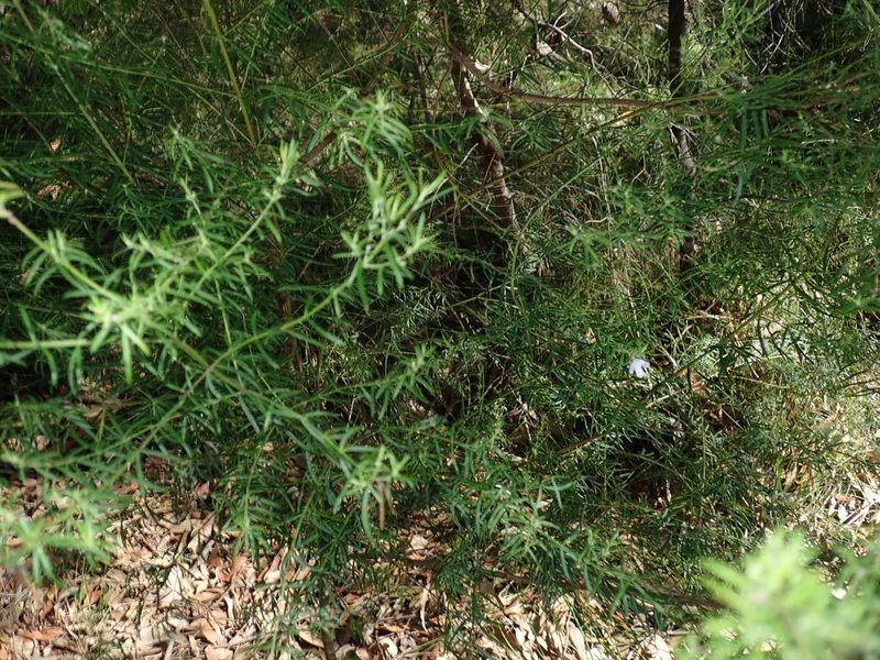 Westringia longifolia, photographed by Thomas Mesaglio