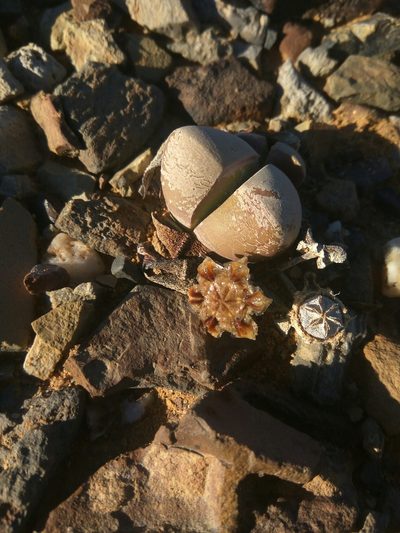 Didymaotus lapidiformis, photographed by marius