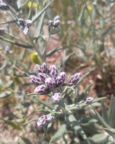 Saussurea salicifolia, photographed by Юлия