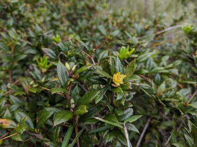 Berberis nantoensis, photographed by Cheng-Te Hsu