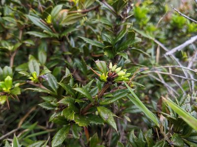 Berberis nantoensis, photographed by Cheng-Te Hsu
