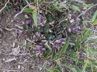Polygala japonica, photographed by Cheng-Te Hsu
