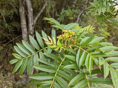 Sorbus randaiensis, photographed by Cheng-Te Hsu