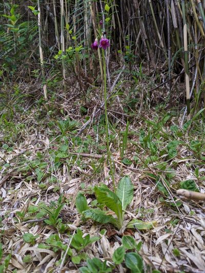 Primula miyabeana, photographed by Cheng-Te Hsu