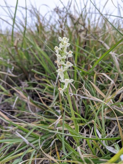 Platanthera brevicalcarata, photographed by Cheng-Te Hsu