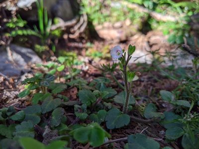 Veronica oligosperma, photographed by Cheng-Te Hsu