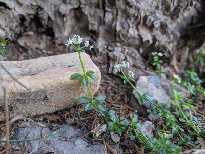 Galium echinocarpum, photographed by Cheng-Te Hsu