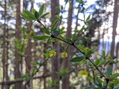 Berberis morrisonensis, photographed by Cheng-Te Hsu