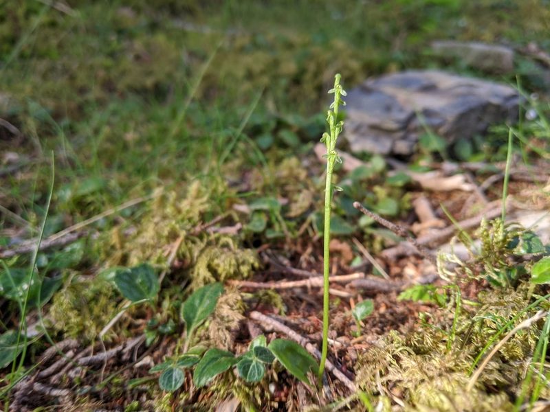 Herminium pusillum, photographed by Cheng-Te Hsu