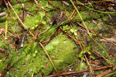 Paracromastigum longiscyphum, photographed by Em Lamond