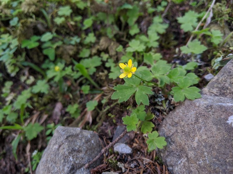 Ranunculus taisanensis, photographed by Cheng-Te Hsu
