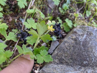Ranunculus taisanensis, photographed by Cheng-Te Hsu