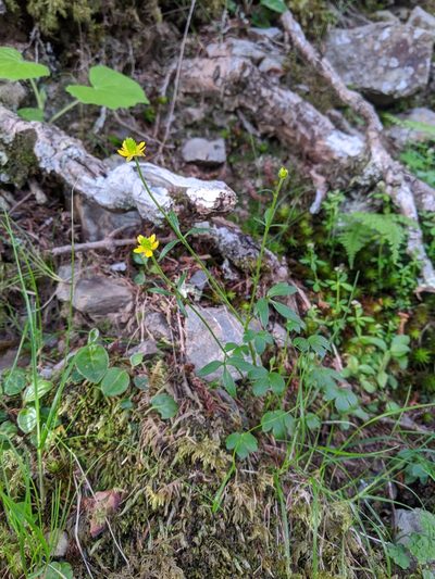 Ranunculus junipericola, photographed by Cheng-Te Hsu