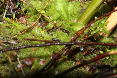 Paracromastigum longiscyphum, photographed by Em Lamond