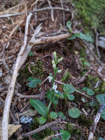 Platanthera brevicalcarata, photographed by Cheng-Te Hsu