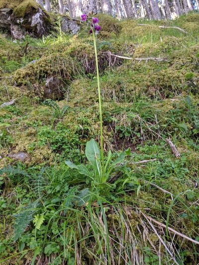 Primula miyabeana, photographed by Cheng-Te Hsu