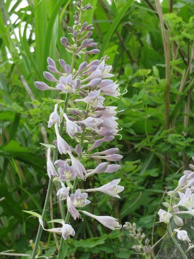 Hosta sieboldiana, photographed by Marco Mussita