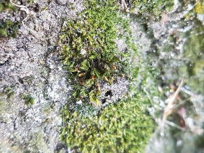 Orthotrichum stramineum, photographed by George Greiff
