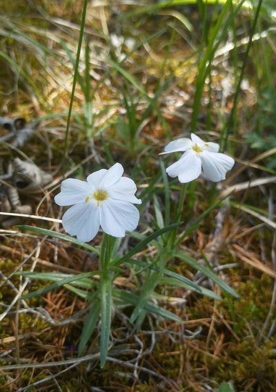 Phlox sibirica, photographed by Юлия
