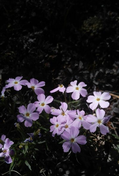 Phlox sibirica, photographed by Юлия