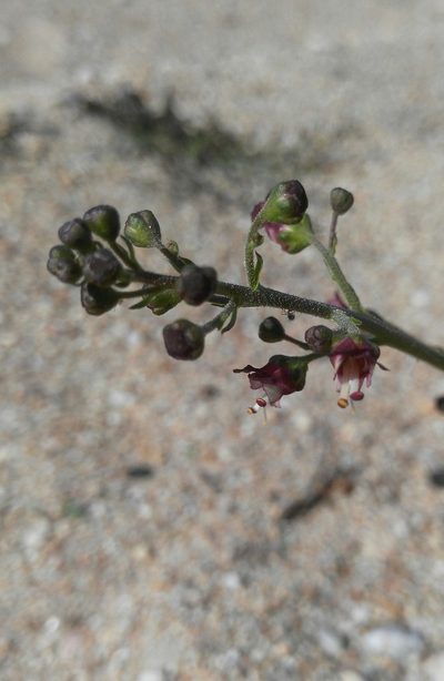 Scrophularia incisa, photographed by Юлия