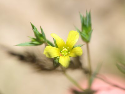 Linum corymbulosum, photographed by Emanuele Santarelli