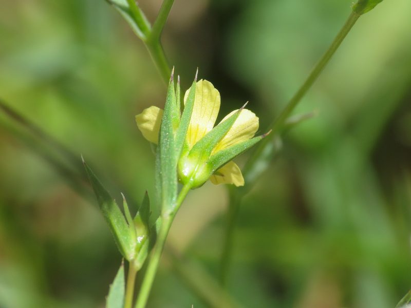 Linum corymbulosum, photographed by Emanuele Santarelli