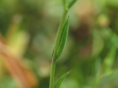 Linum corymbulosum, photographed by Emanuele Santarelli