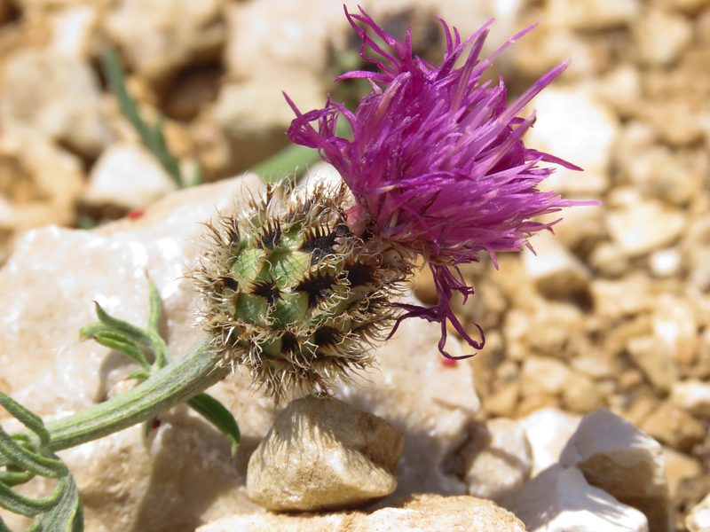 Centaurea ambigua, photographed by Emanuele Santarelli