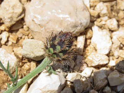 Centaurea ambigua, photographed by Emanuele Santarelli