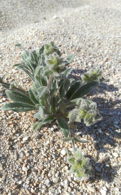 Craniospermum subvillosum, photographed by Юлия