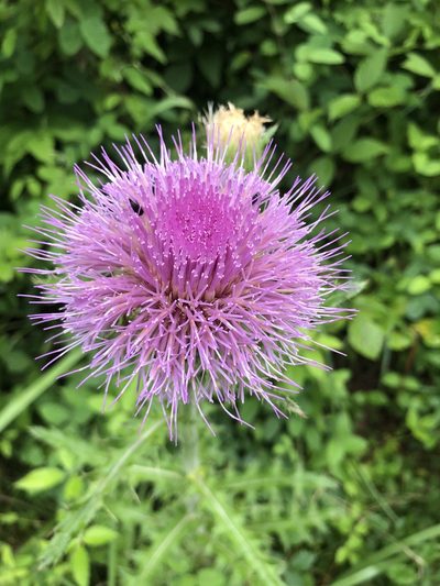 Cirsium pumilum, photographed by Bradley Saul