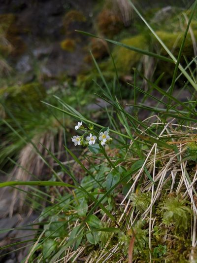 Trigonotis nankotaizanensis, photographed by Cheng-Te Hsu